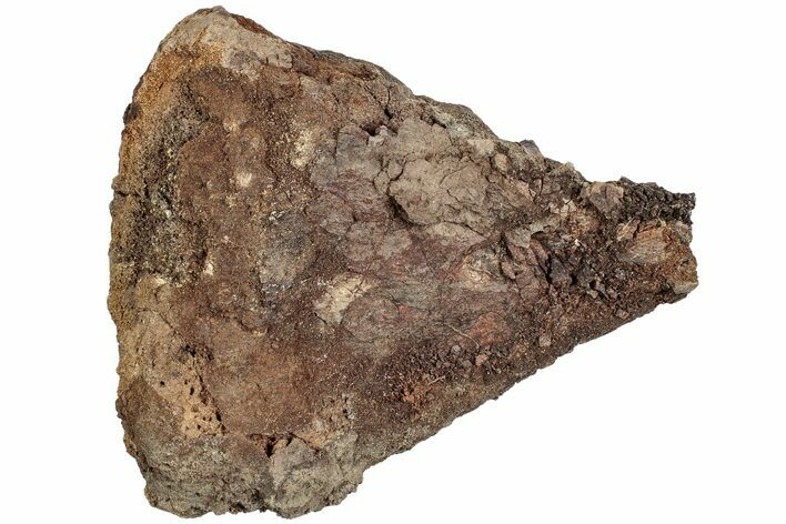 Partial Dinosaur (Edmontosaurus?) Limb Bone - Wyoming #233833